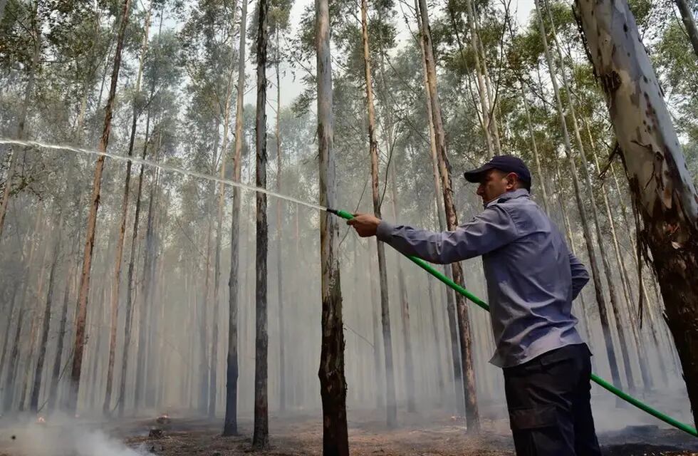 Un hombre fue detenido en Corrientes cuando prendió fuego en una zona forestal. Imagen de archivo. Gentileza El Territorio