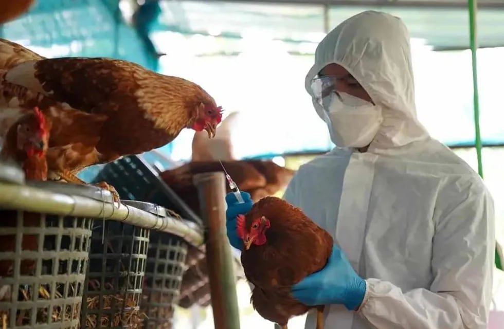 Hasta el momento se han confirmado 34 casos de influenza aviar en aves de traspatio (IA) a nivel nacional. Imagen ilustrativa.