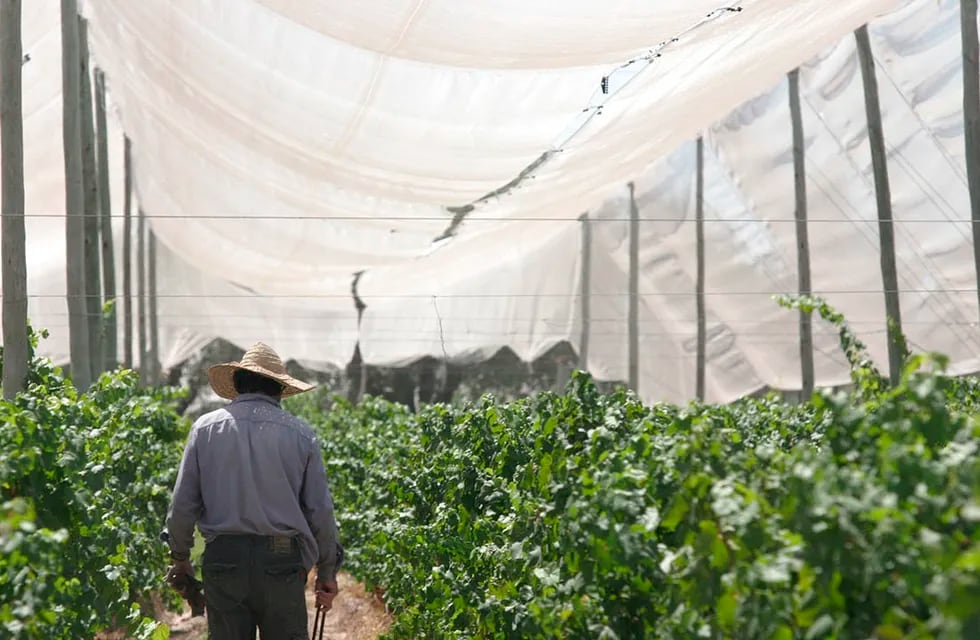 El Fondo para la Transformación y el Crecimiento (FTyC) ofrece cinco líneas para la agroindustria, destinadas a la compra de malla antigranizo, proyectos de mejora de la eficiencia hídrica o capital de trabajo. / Foto: Pablo Lopez / Los Andes
