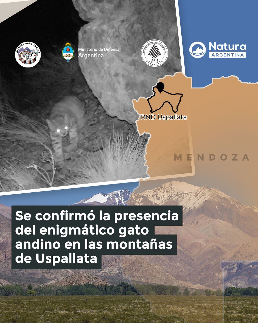 “El fantasma de los Andes”: filmaron a un ejemplar de gato andino en Uspallata, un misterioso ejemplar de la fauna cordillerana. Foto: Gentileza.