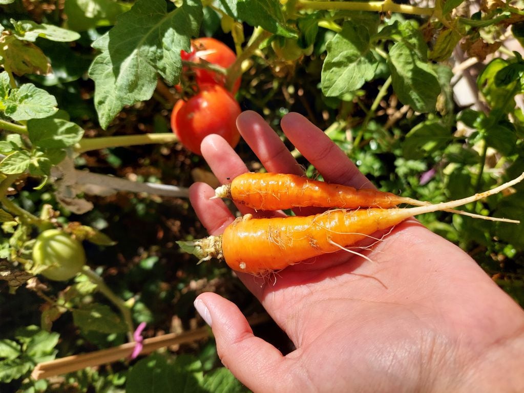 "Es un pasatiempo hermoso y lleno de aprendizaje”, dijo Valentina, que cultiva tomate redondo y cherri, zanahoria, pimiento, ají y plantas aromáticas. 