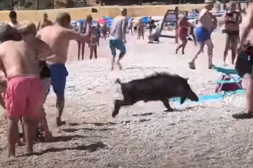 Un jabalí mordió a una mujer en una playa y huyó a toda velocidad entre los turistas. / Foto: captura de video
