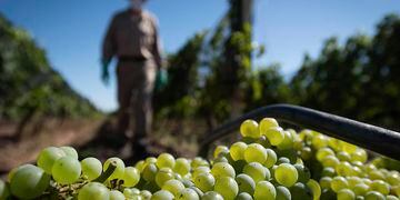 Vitivinicultura: Crece la cantidad de viñedos con variedades tintas