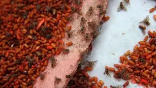 La bioplanta. Cada semana se producen 450 millones de moscas estériles con las que se combaten las plagas. AFP