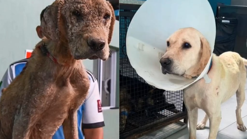 El antes y el después de Camilo, un perrito rescatado por el refugio "La Casita de Lula". Foto: La Casita de Lula