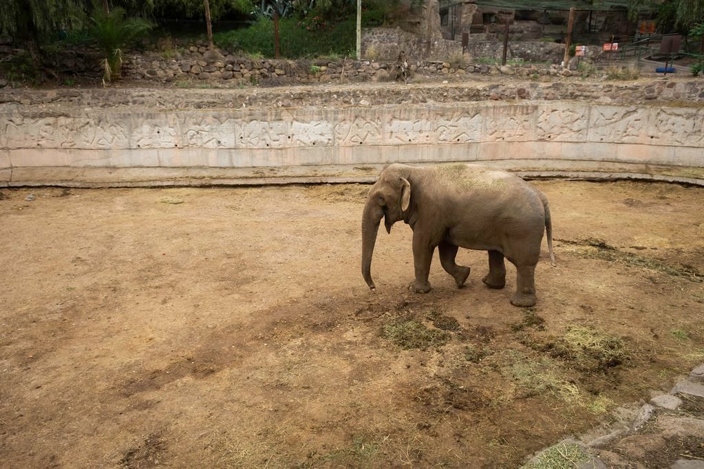 El elefante Tamy en su recinto. Foto: Ignacio Blanco / Los Andes
