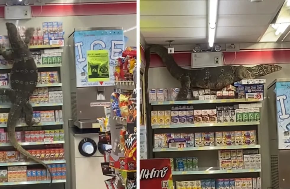 El animal entró a un supermercado en Tailandia y escaló una góndola. Foto: Facebook.