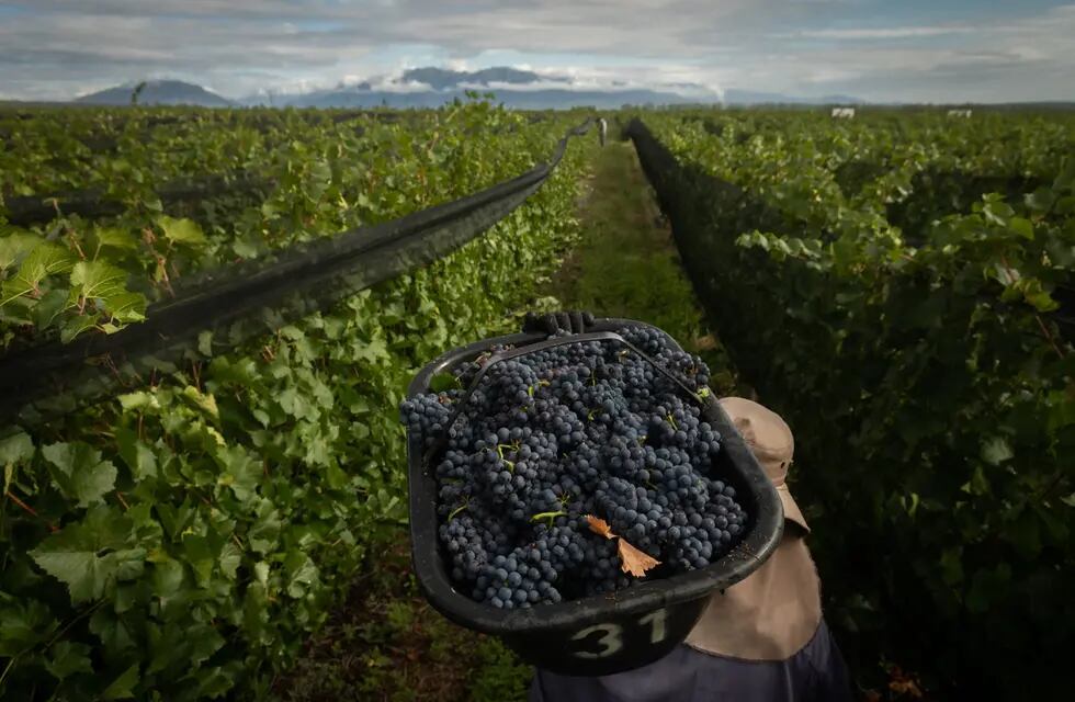 El conflicto entre Rusia y Ucrania podría traer aumentos, falta de insumos y complicaciones logísticas para la vitivinicultura. - Ignacio Blanco / Los Andes