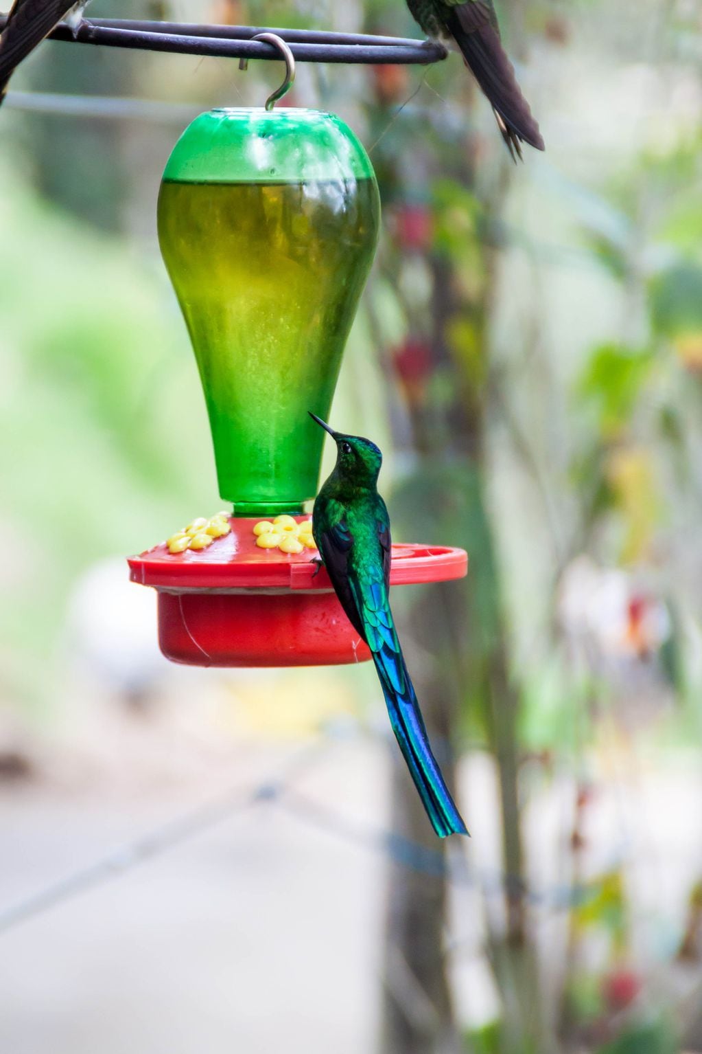 En los viveros se venden encantadores bebederos para colibríes. También podés armarlos con botellas recicladas y agua azucarada. 