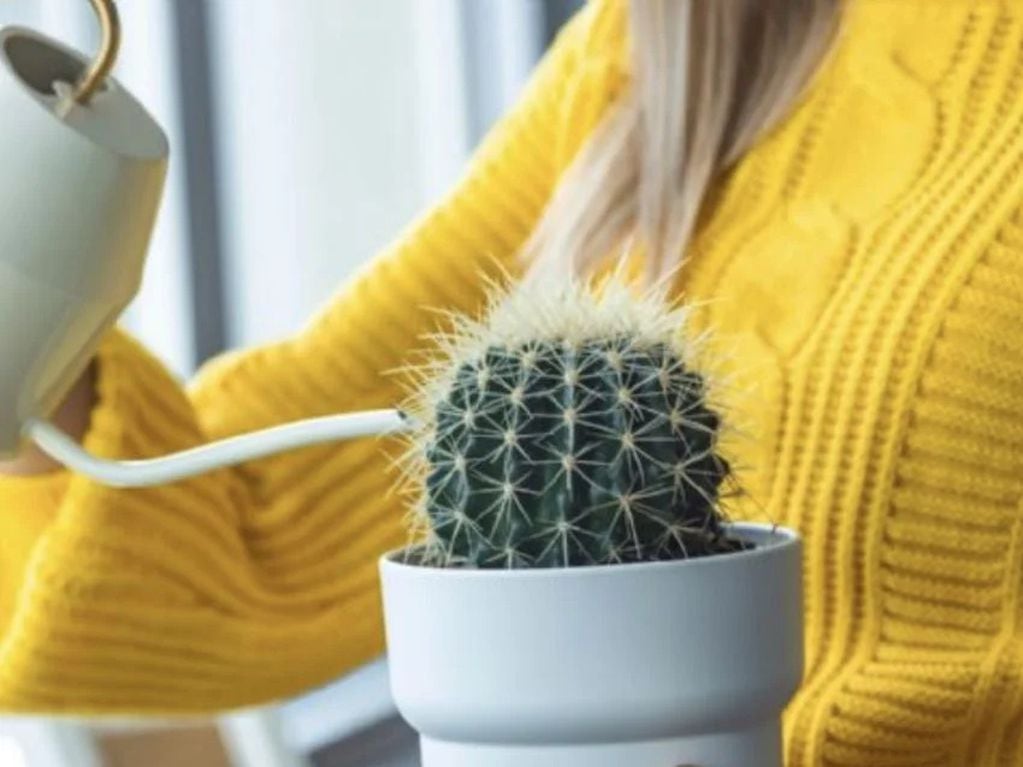 Este es el ingrediente de casa que ayudará a que floreen tus cactus.