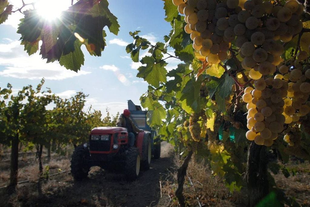 La viticultura, como práctica identitaria de Mendoza, ha generado hermosos y sustanciosos textos literarios