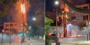 Se incendió una palmera en pleno centro de Mendoza y generó temor