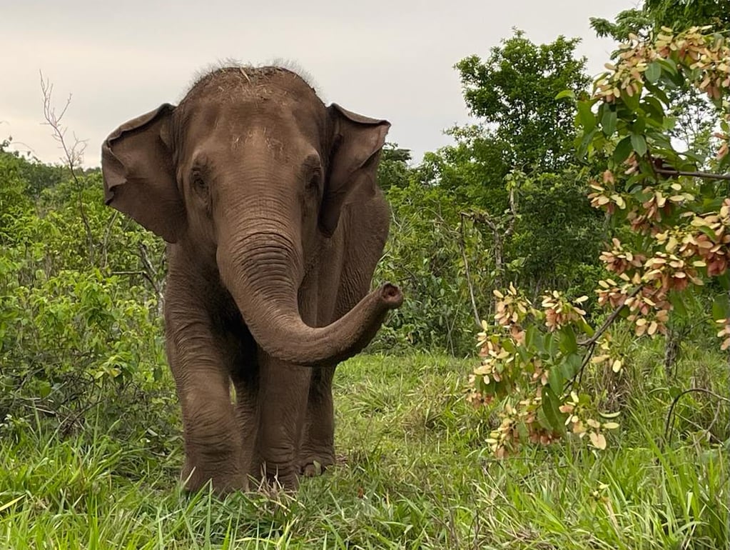 Fotos y videos: con mucho calor, pese a ser invierno, la elefanta Guillermina se volvió “noctámbula” en Brasil. Foto: Santuario Global de Elefantes