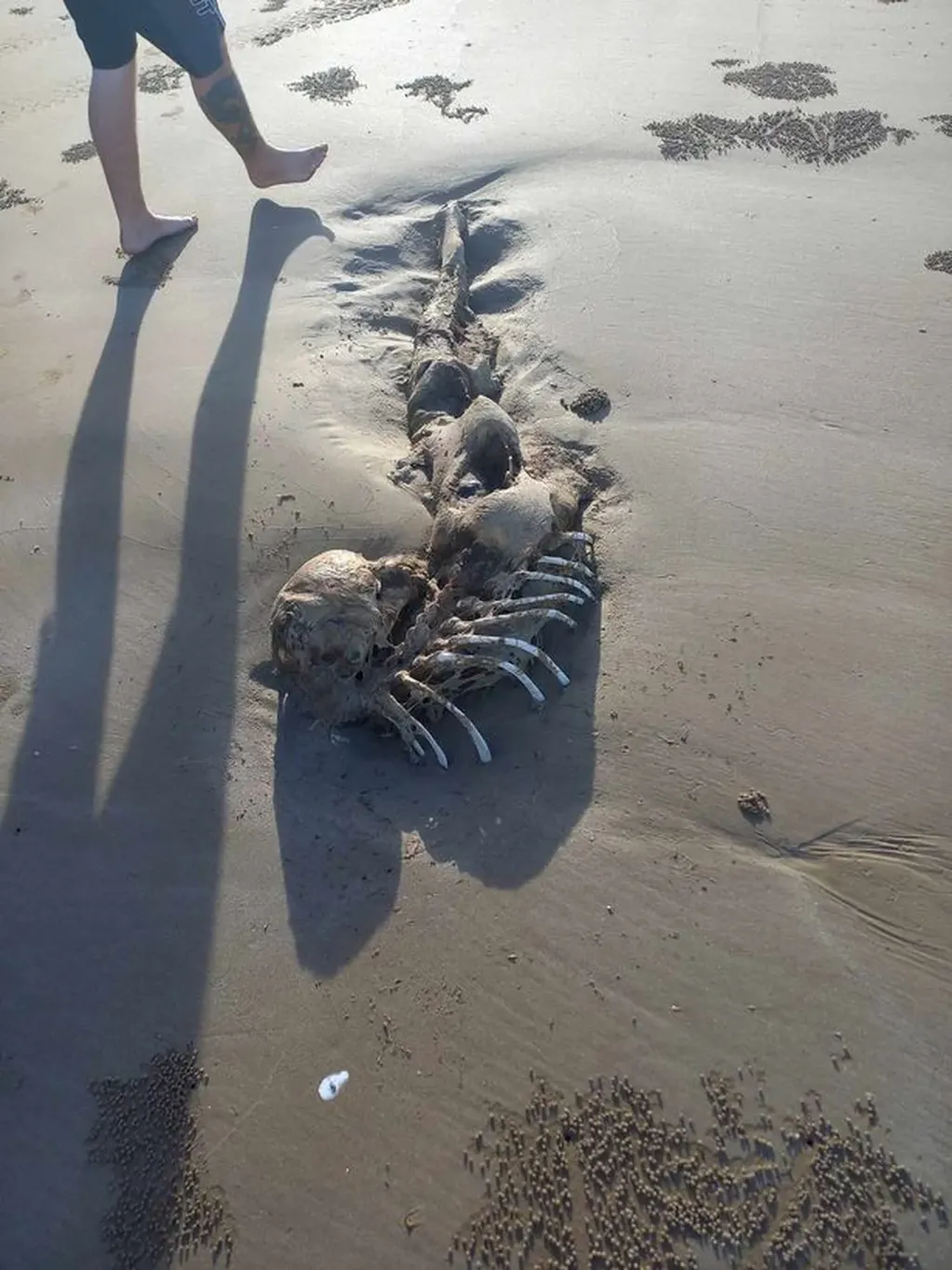 Una mujer encontró un extraño esqueleto en una playa de Australia. Twitter