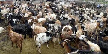 Sur. En Mendoza, Malargüe concentra la mayor cantidad de ganado caprino de la provincia.  Archivo / Los Andes