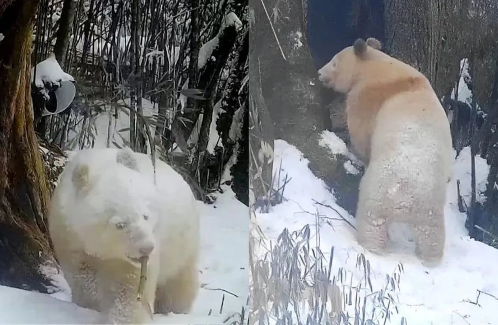 Inéditas e increíbles imágenes del único oso panda del mundo captadas en China.
