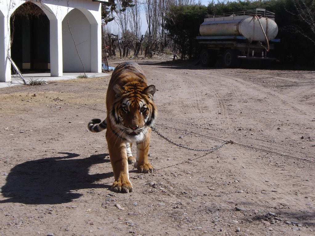 Historias del Zoo de Mendoza: Violeta, la tigresa de un circo que vivía encadenada y era exhibida al público. Foto: Gentileza.