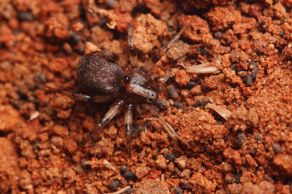 Un ejemplar hembra de Leproluchus birabeni, pequeña araña muy común en Mendoza, dando cuenta de una hormiga a la hora del almuerzo. Fotos:Ondra Michálek / Gentileza.