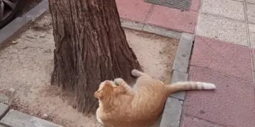 Encontró a un gato perdido cuando miraba su propio cartel de extraviado