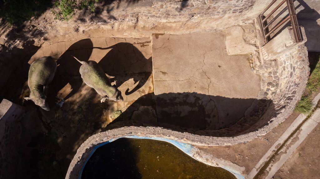 Últimos días de Pocha y Guillermina en el recinto del Ecoparque de la ciudad de Mendoza antes de ser trasladadas a un santuario para elefantes en Brasil  

Foto: Ignacio Blanco / Los Andes
