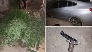 Cayeron con más de 30 plantas de marihuana tras cometer un asalto en Las Heras