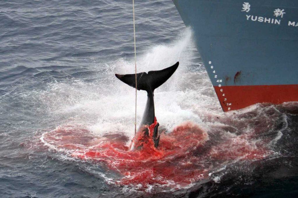 Según la investigación, los primeros que comenzaron a capturar ballenas fueron los vascos en el siglo VI. Foto Ilustrativa