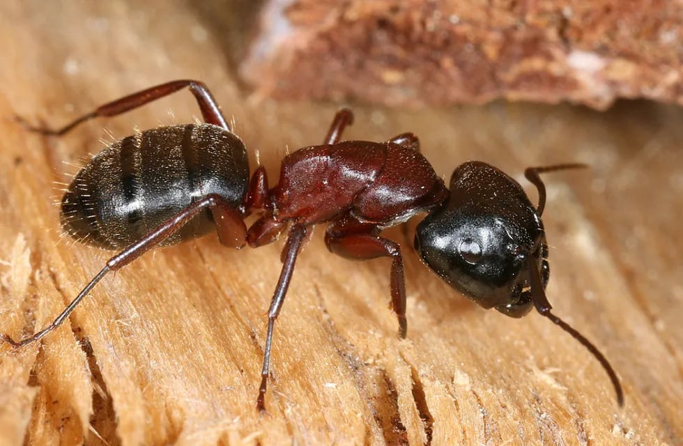 Hormiga Camponotus