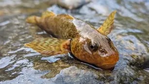 Asprete, el pez de agua dulce que vivió con los dinosaurios: solo hay 15 ejemplares en el mundo