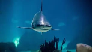 Un hombre murió tras ser atacado por un tiburón mientras pescaba en Nueva Caledonia