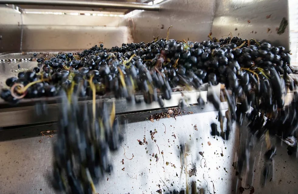 A partir de ahora, habrá nuevos productos autorizados por INV que tengan la uva como materia prima. - Ignacio Blanco / Los Andes