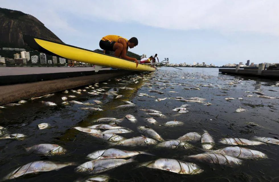 Río 2016: en la laguna donde se competirá en remo y kayak hallaron 32 toneladas de peces muertos