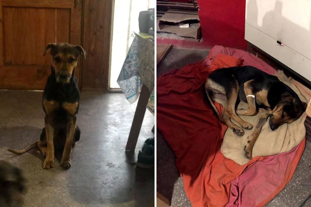 Buscan un hogar para el perro que fue rescatado del Cacique Guaymallén por un vendedor