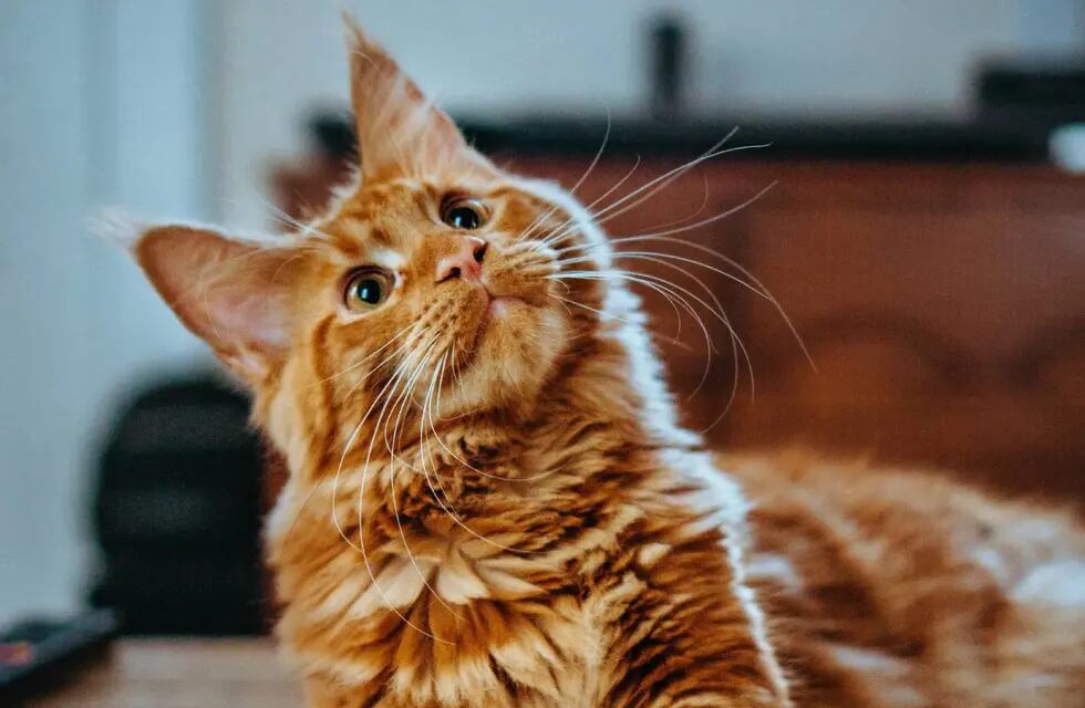 Alergia a los gatos: 5 mitos a derribar y cómo reducirlas (Unsplash)