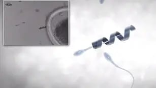 Video: un nanobot podría ayudar a los hombres que sufren alteraciones en sus espermatozoides