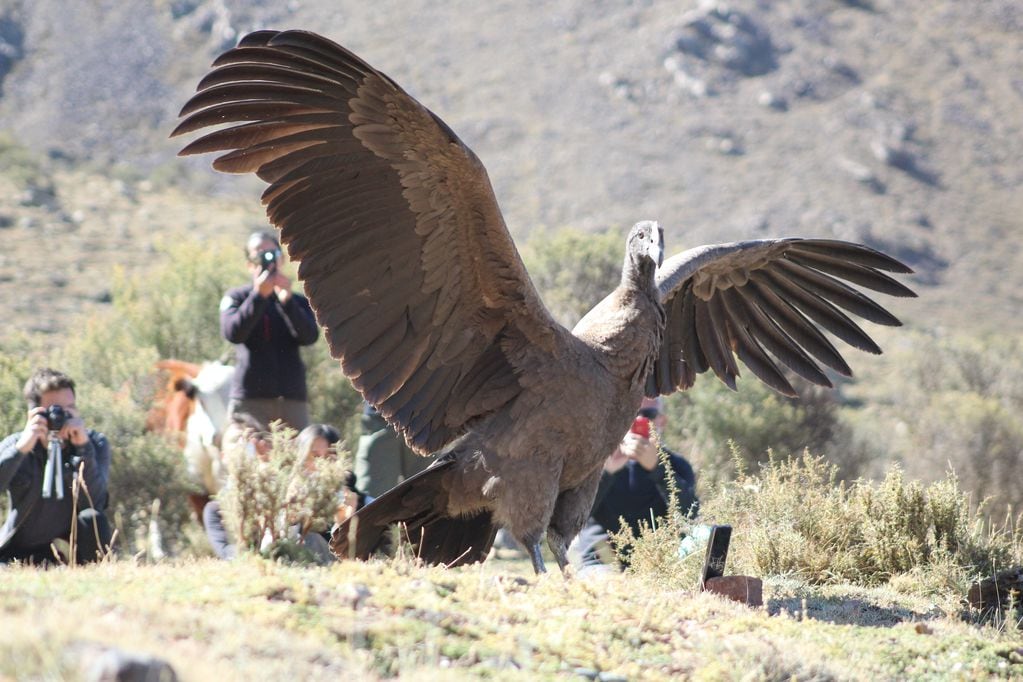 Una muestra de fotos para resaltar el rol clave del cóndor en el ambiente y desmitificar que es peligroso. Foto: Gentileza: Martín García (Departamento de Fauna Silvestre de Mendoza).