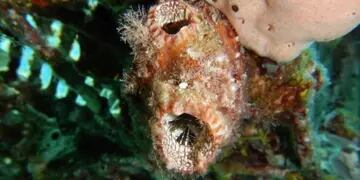 Hallaron una extraña criatura del Mar Rojo: se puede partir en tres pedazos e igual se regenera