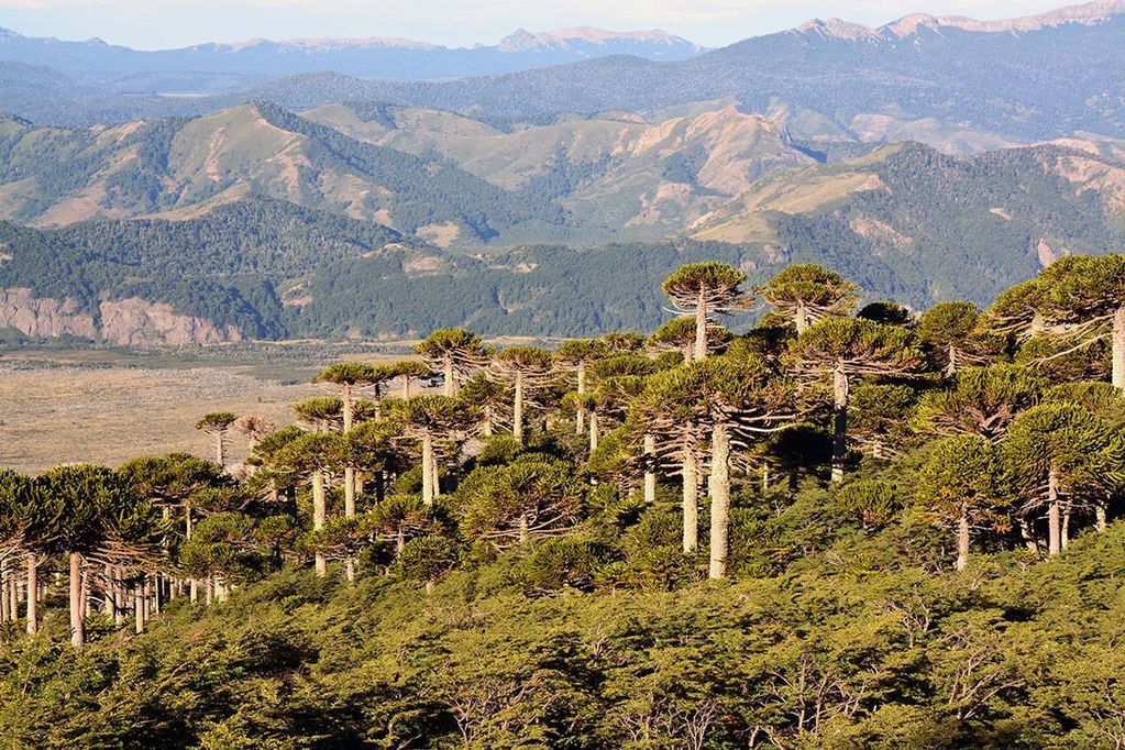 Bosque de Araucaria araucana, en el norte de la patagonia.