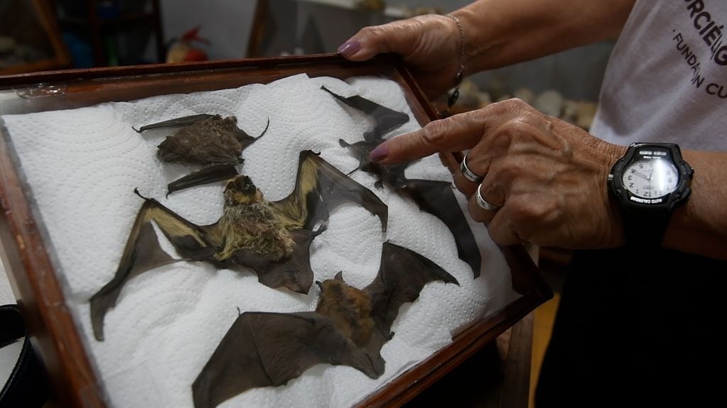 Okelta un grupo de la Fundación Cullunche que se dedica al cuidado y la conservación de los murciélagos en Mendoza.