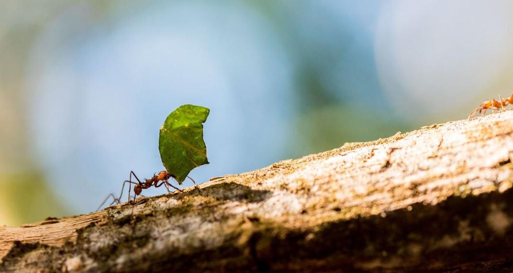 Según el tuitero "thereal_antguy" la colonia más grande de hormigas está en Argentina y mide más de 6.000 kilómetros.