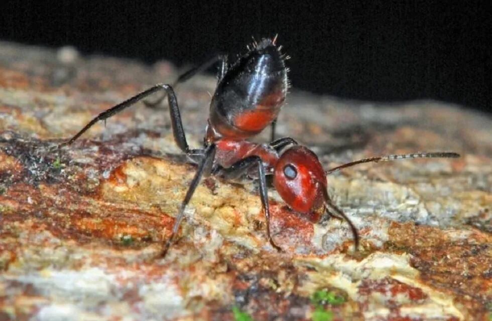 Descubren una especie de "hormigas explosivas": se suicidan para matar a sus atacantes