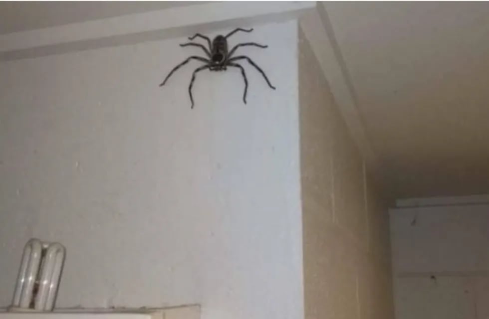 Araña gigante en la pared de una casa