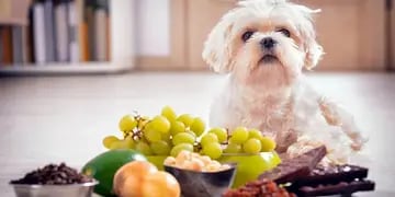 Qué comida no se le puede dar a los perros