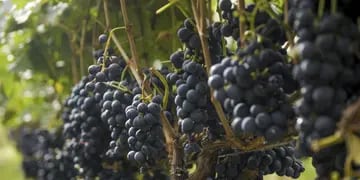 UVAS. La producción vitivinícola argentina, con buen panorama internacional.