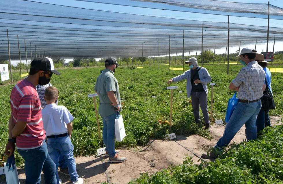 En el INTA San Carlos hace cinco años que se realiza un ensayo para verificar cómo se comporta el cultivo de tomate bajo tela anti granizo. Foto: Orlando Pelichotti / Los Andes