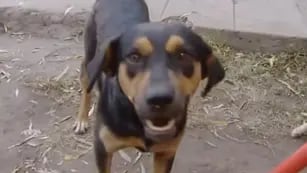 Chiquito, el perro mestizo que salvó a su dueño de un incendio y se convirtió en héroe