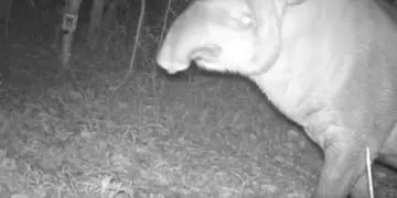 Cámaras trampa del Parque Nacional Iguazú captan un ejemplar de tapir