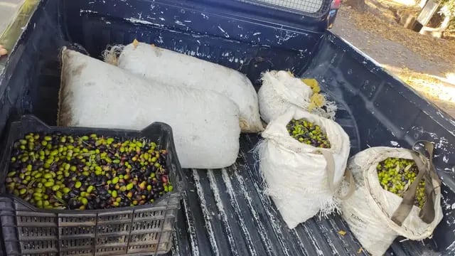 Fincas, asediadas por ladrones: capturaron a tres con 120 kilos de aceitunas robadas en Junín. | Foto: Ministerio de Seguridad y Justicia