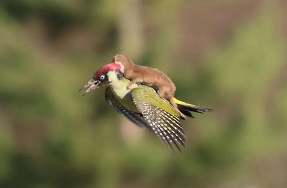 La foto del pájaro carpintero transportando un bebé comadreja se hace viral