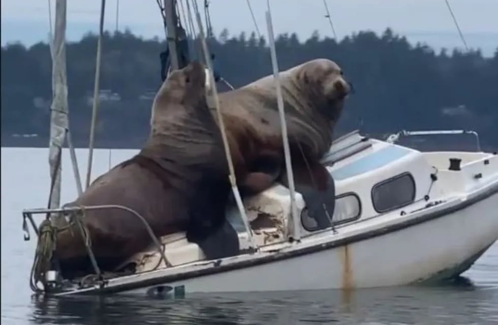 Las imágenes, que fueron filmadas en 2019, muestran a los dos enormes mamíferos a bordo de un velero