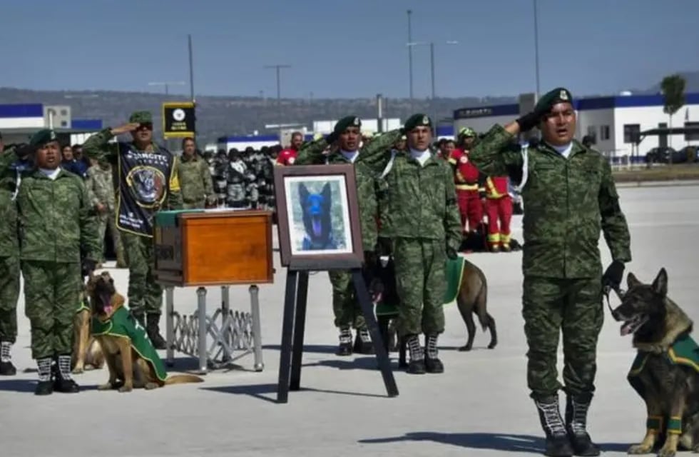 El cuerpo del perrito rescatista que murió en Turquía fue recibido con honores en México.